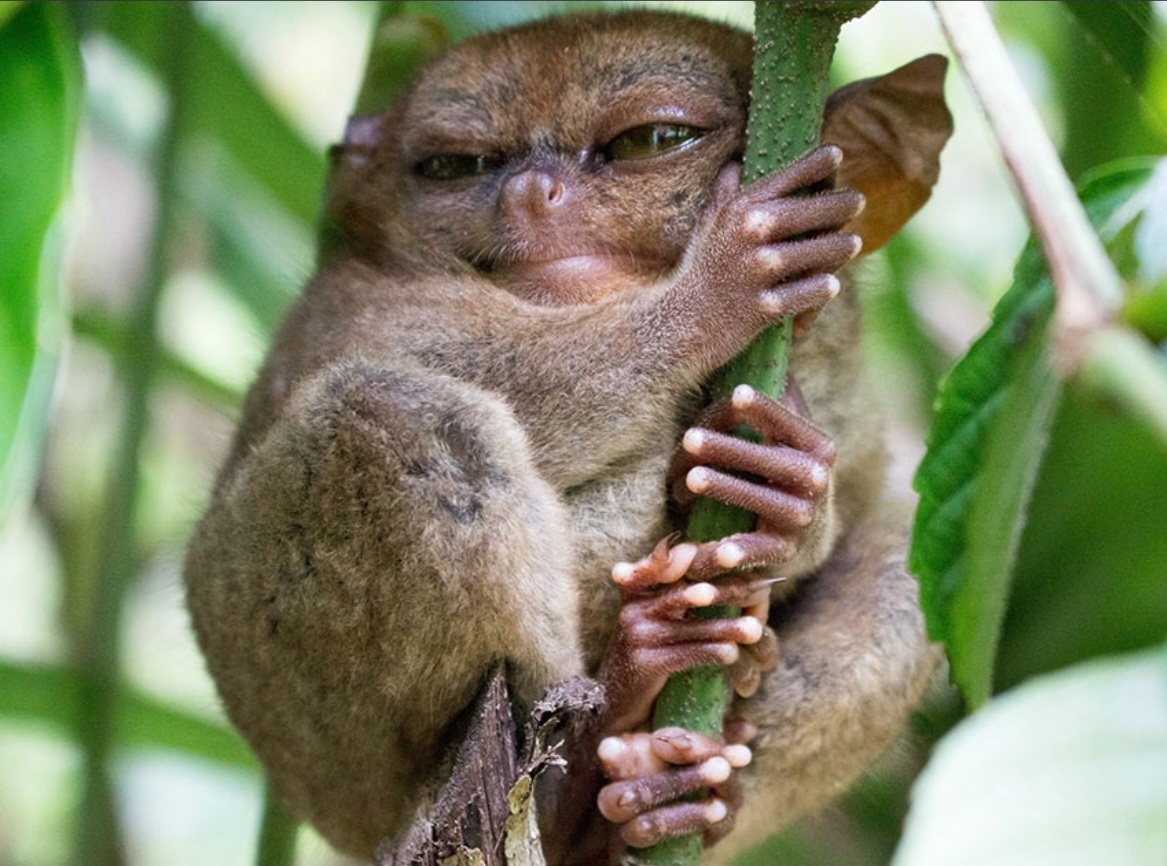 Angry monkey Blank Meme Template