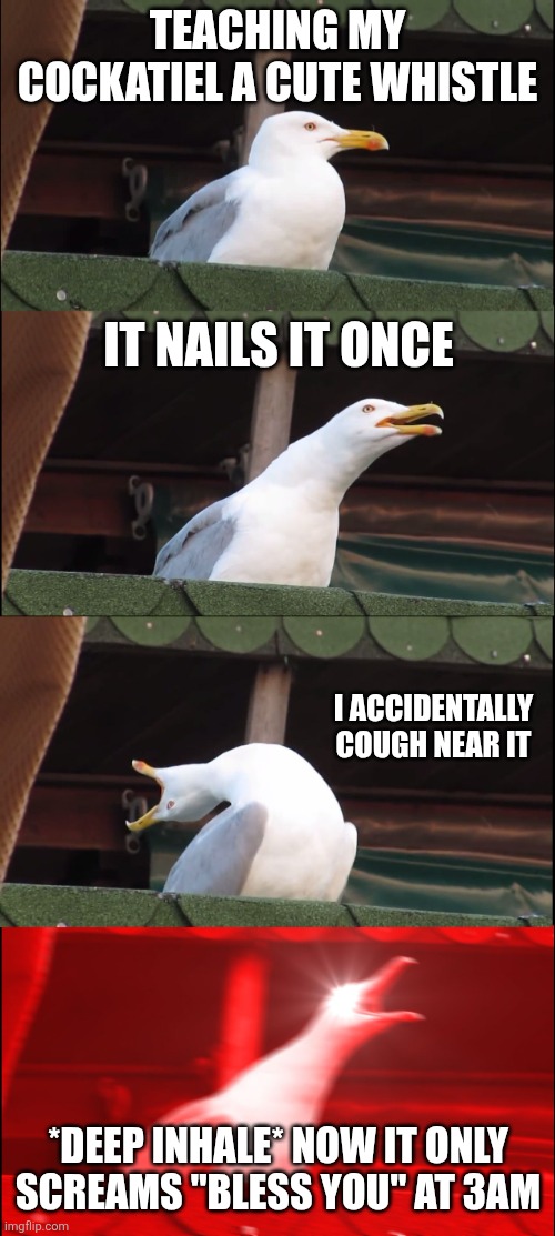 Inhaling Seagull Meme | TEACHING MY COCKATIEL A CUTE WHISTLE; IT NAILS IT ONCE; I ACCIDENTALLY COUGH NEAR IT; *DEEP INHALE* NOW IT ONLY SCREAMS "BLESS YOU" AT 3AM | image tagged in memes,inhaling seagull | made w/ Imgflip meme maker