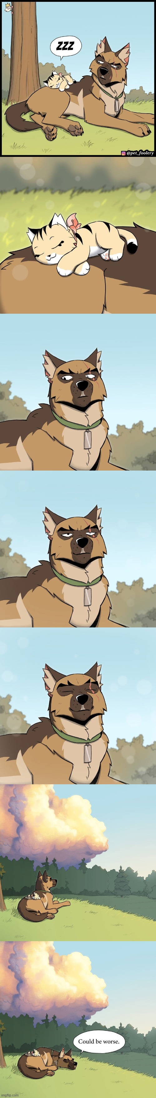 image tagged in dog,cat,sleep,sleeping,serenity,aww | made w/ Imgflip meme maker