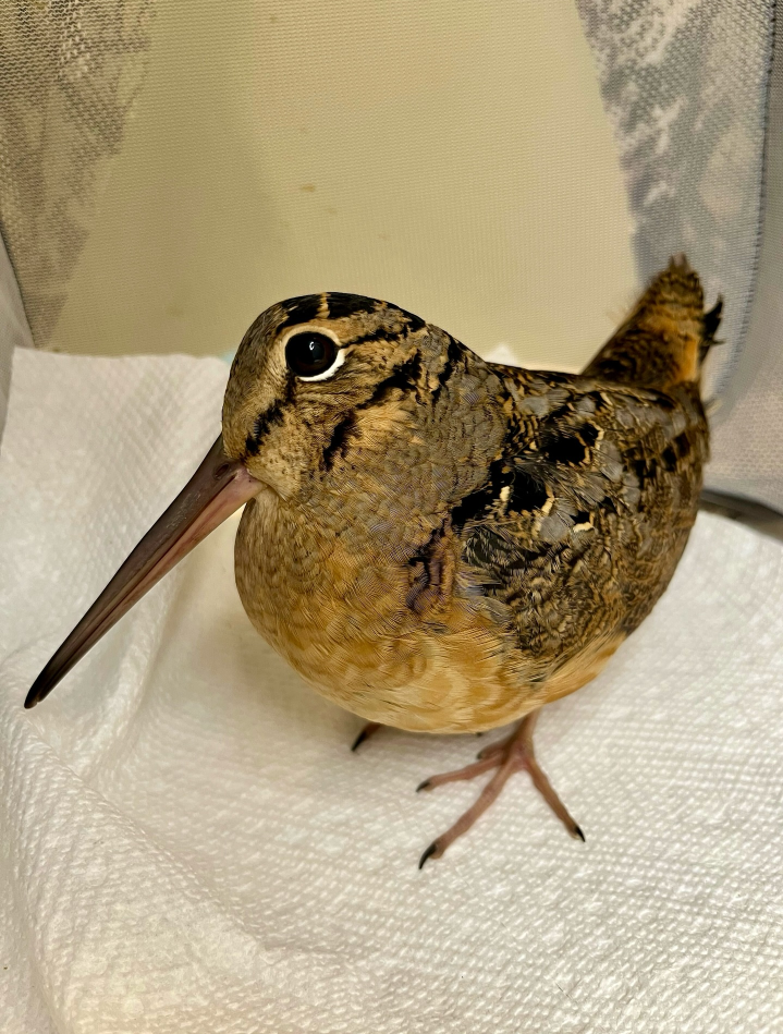 Meep Blank Meme Template