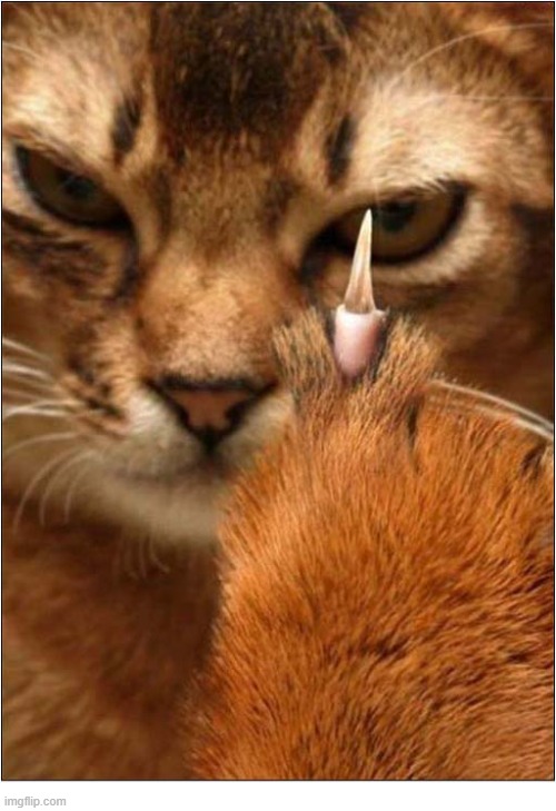 Fear The Claw ! | image tagged in cats,fear,claw | made w/ Imgflip meme maker