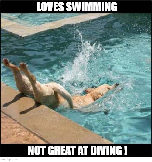 A Day At The Pool ! | loves swimming; not great at diving ! | image tagged in dogs,swimming pool,diving | made w/ Imgflip meme maker