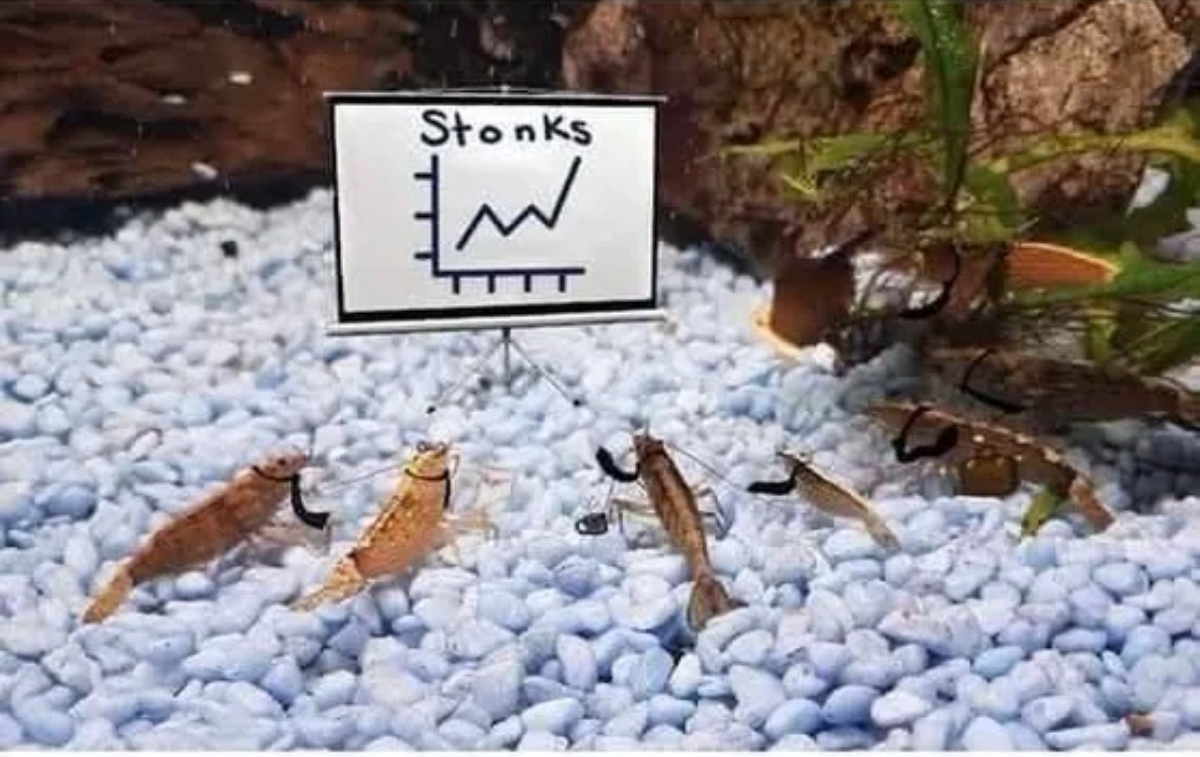 Business shrimps Blank Meme Template