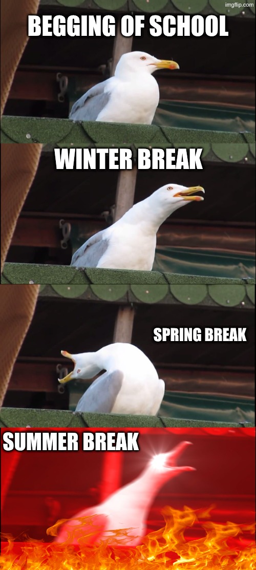 Inhaling Seagull | begging of school; winter break; spring break; summer break | image tagged in memes,inhaling seagull | made w/ Imgflip meme maker