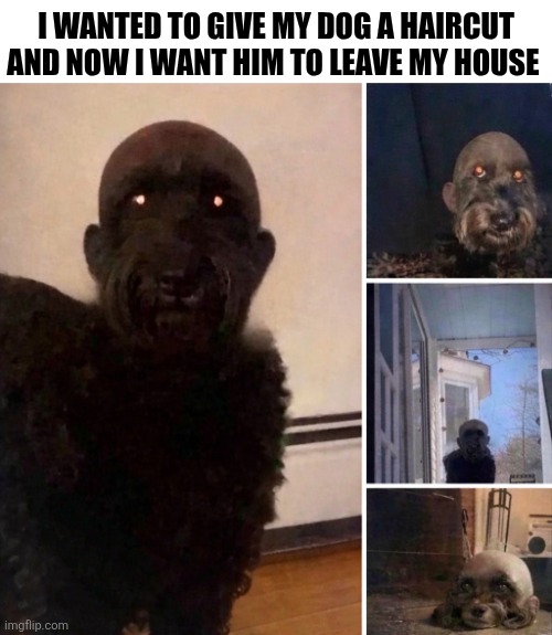 I Wanted To Give My Dog A Haircut And Now I Want Him To Leave My House | I wanted to give my dog a haircut and now I want him to leave my house | image tagged in chrisjoines1 | made w/ Imgflip meme maker