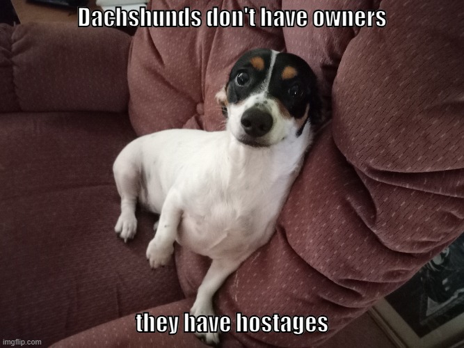 Dachshunds | Dachshunds don't have owners; they have hostages | image tagged in dogs | made w/ Imgflip meme maker