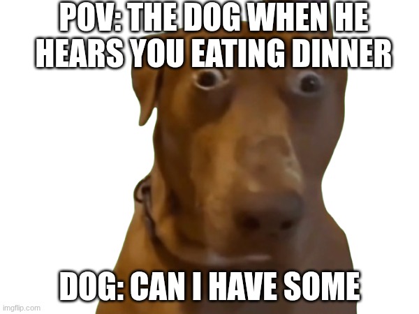 food dog | POV: the dog when he hears you eating dinner; Dog: can I have some | image tagged in woof,dog,shocked dog,foodie dog | made w/ Imgflip meme maker