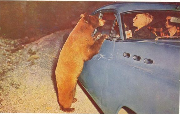 Bear Blank Meme Template