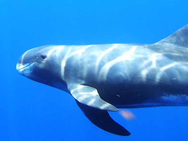 pygmy whale Blank Meme Template