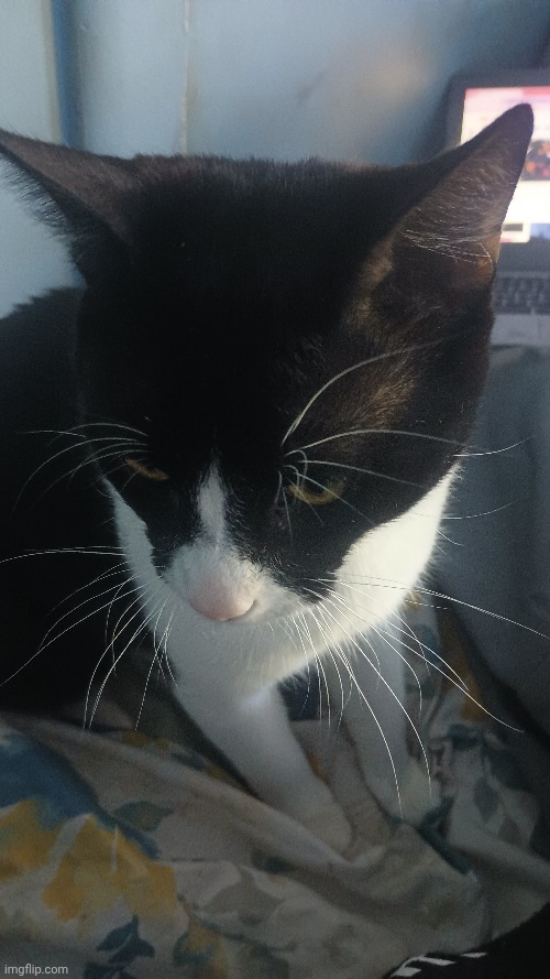 Cat | made w/ Imgflip meme maker