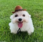 dog | image tagged in dog | made w/ Imgflip meme maker