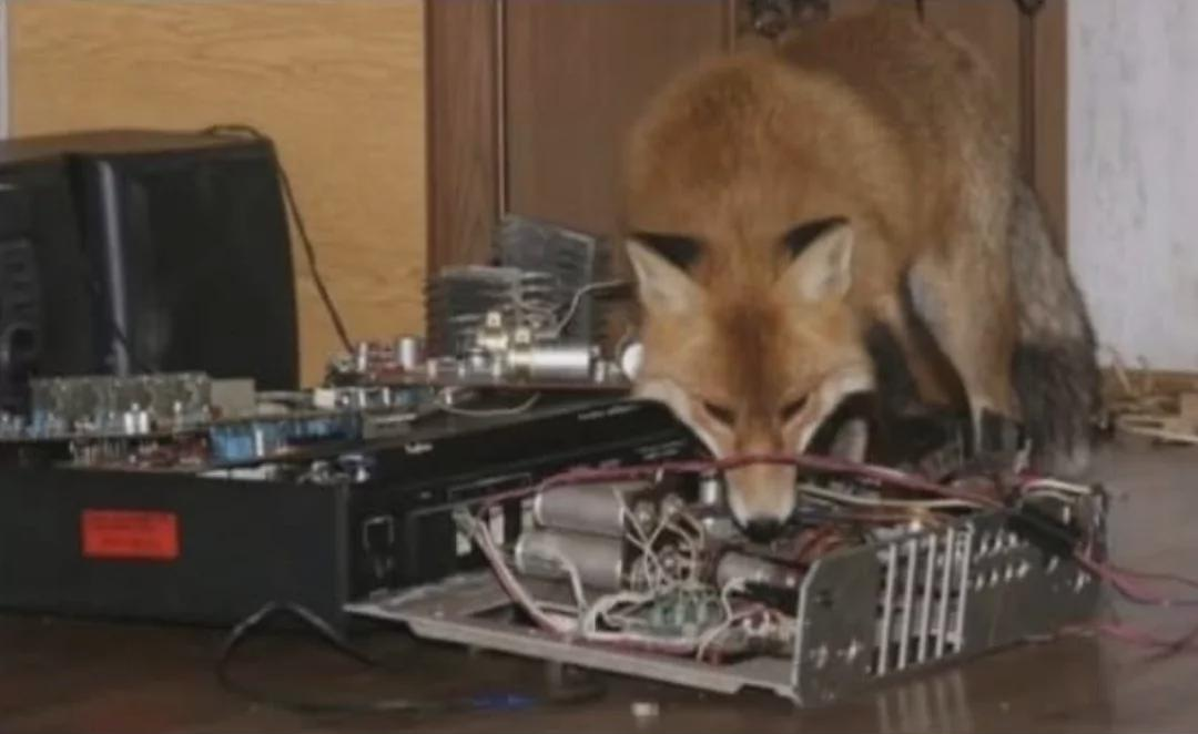 Firefox Blank Meme Template