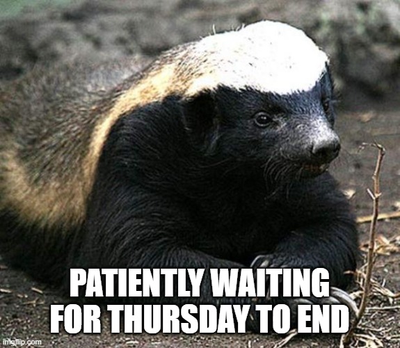 Patient badger | Patiently waiting for Thursday to end | image tagged in honey badger,patient,thursday | made w/ Imgflip meme maker
