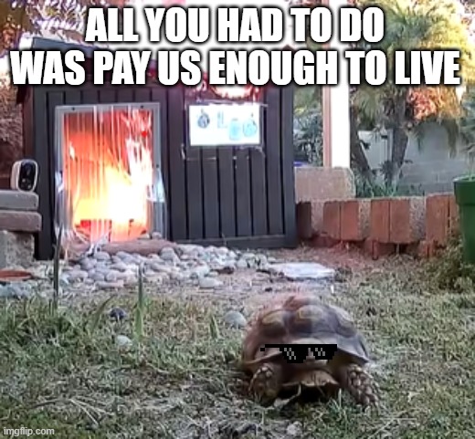 All you had to do was pay us enough to live | All you had to do was pay us enough to live | image tagged in turtle starts fire and runs | made w/ Imgflip meme maker