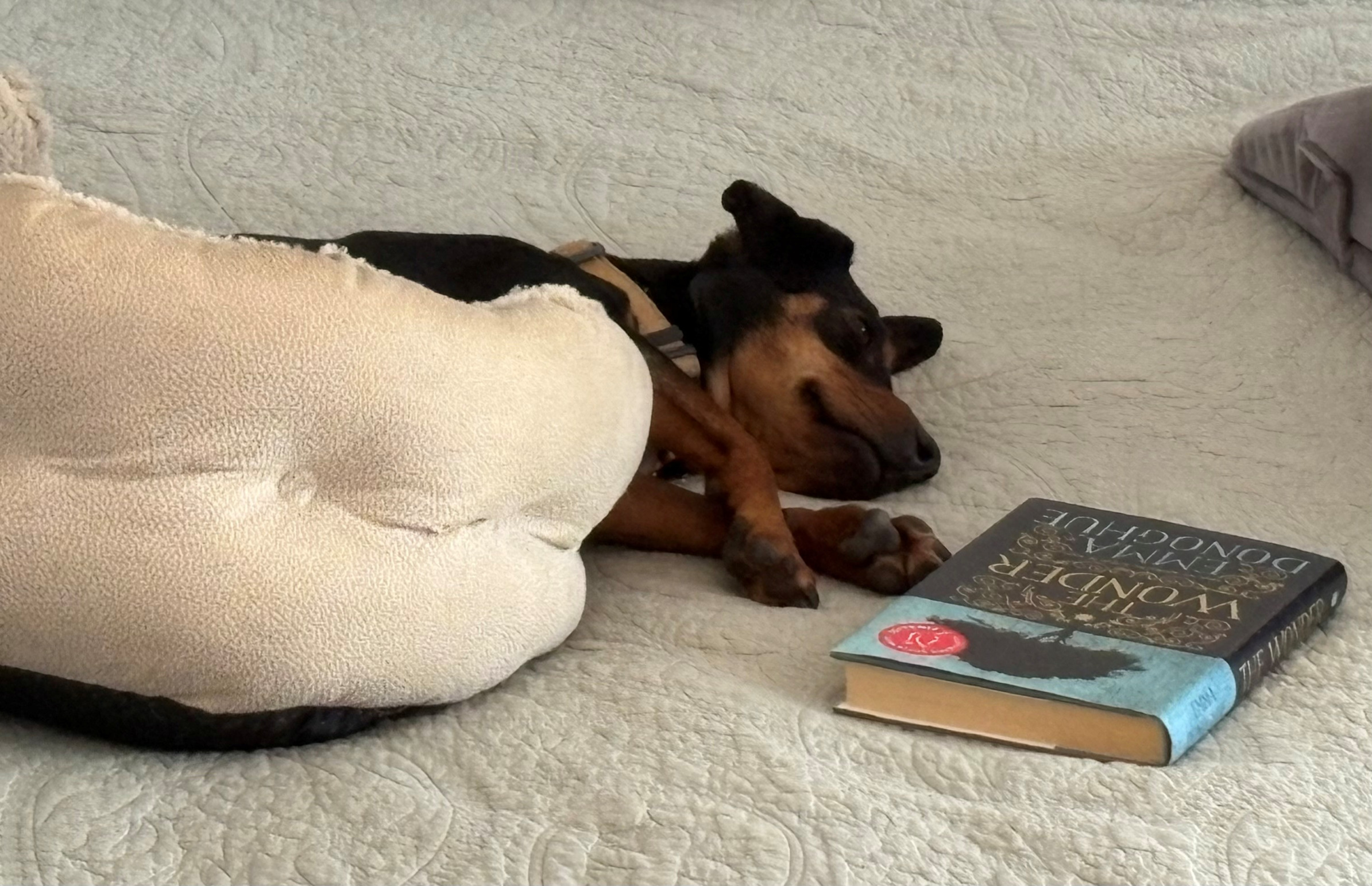 Dog sleeping and reading Blank Meme Template