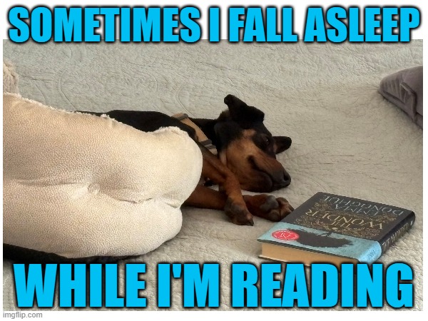 Sometimes I fall asleep while I'm reading | Sometimes I fall asleep; While I'm reading | image tagged in funny,dogs,sleeping,reading,novel | made w/ Imgflip meme maker