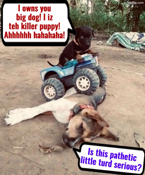 This Pathetic Little Turd | I owns you big dog! I iz teh killer puppy! Ahhhhhh hahahaha! Is this pathetic little turd serious? | image tagged in killer puppy,dogs,cute puppies,funny dogs,pathetic,seriously face | made w/ Imgflip meme maker