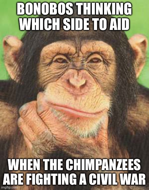 Chimp War | Bonobos thinking which side to aid; When The chimpanzees are fighting a civil war | image tagged in chimpanzee thinking | made w/ Imgflip meme maker