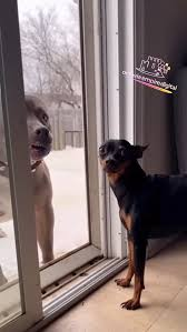 weak dog meme Blank Meme Template