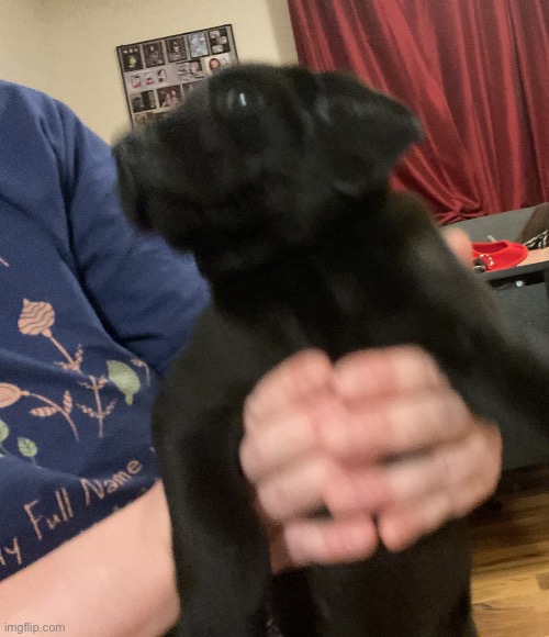 i got a puppy :) | made w/ Imgflip meme maker