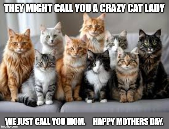 They call you a cat lady. Us cats just call you mom. Happy Mothers Day. | They might call you a crazy cat lady; We just call you mom.     Happy Mothers Day. | image tagged in cat,kittens,funny,humor,mothers day,cat lady | made w/ Imgflip meme maker