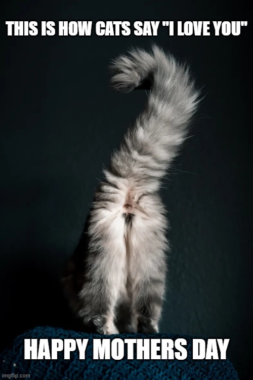 This is how cats say "I Love You".   Happy Mothers Day | This is how cats say "I love you"; Happy mothers day | image tagged in cat,kittens,humor,funny,mothers day,i love you | made w/ Imgflip meme maker