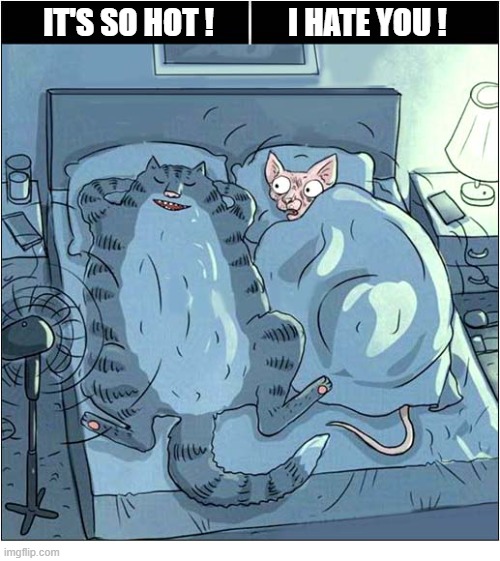 Long Haired Vs Hairless | It's so hot !            I hate you ! | image tagged in cats,long haired,hairless,hot and cold | made w/ Imgflip meme maker