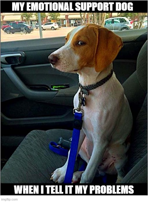 That Look ! | My emotional support dog; When I tell it my problems | image tagged in dogs,that look,emotional,support,problems | made w/ Imgflip meme maker