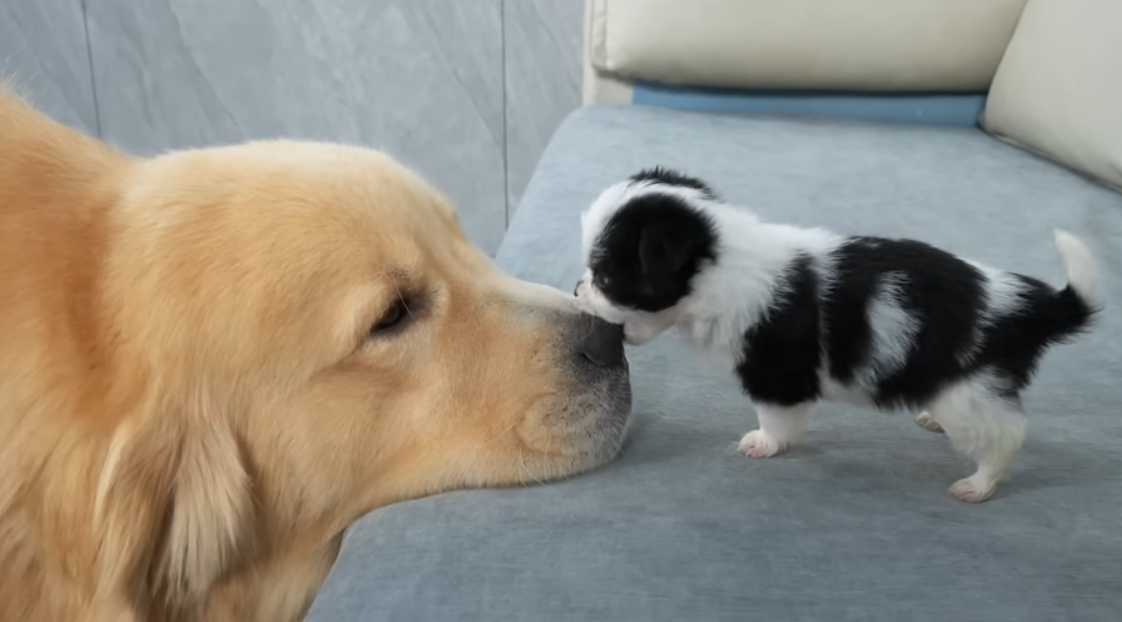 Big Dog Small Dog Blank Meme Template