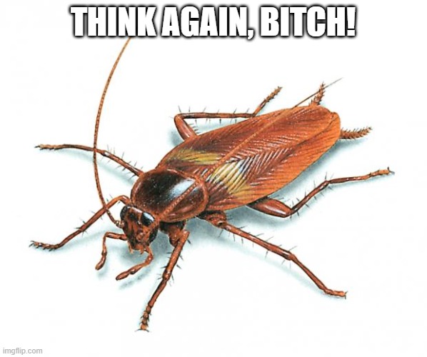think again, bitch! | image tagged in cockroach | made w/ Imgflip meme maker