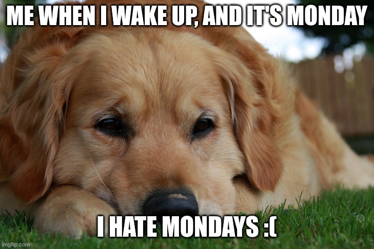 sad dog for sibling memes | Me when I wake up, and it's Monday; I hate Mondays :( | image tagged in sad dog for sibling memes | made w/ Imgflip meme maker