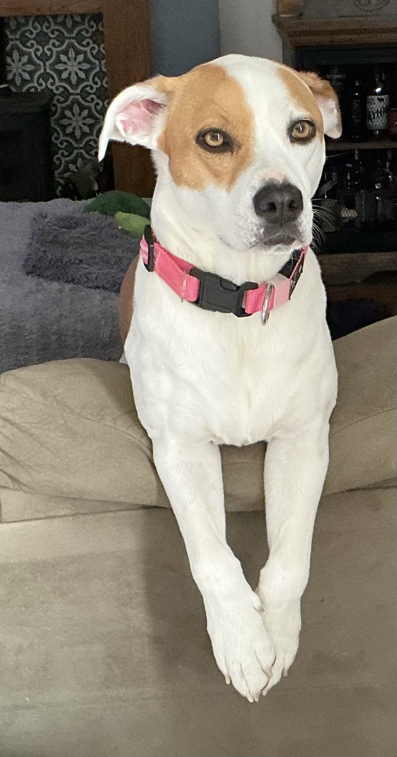 Serious Dog Blank Meme Template