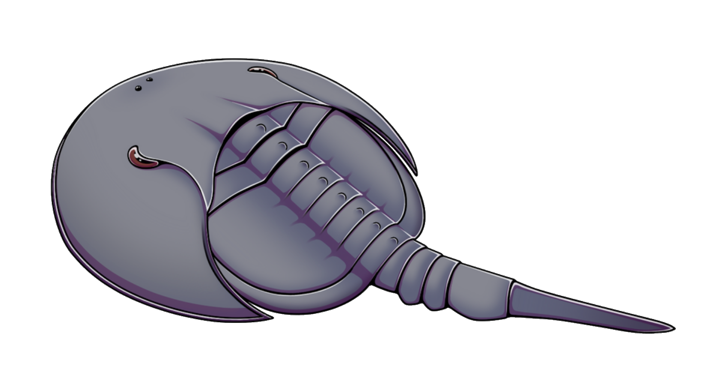Lunataspis Blank Meme Template