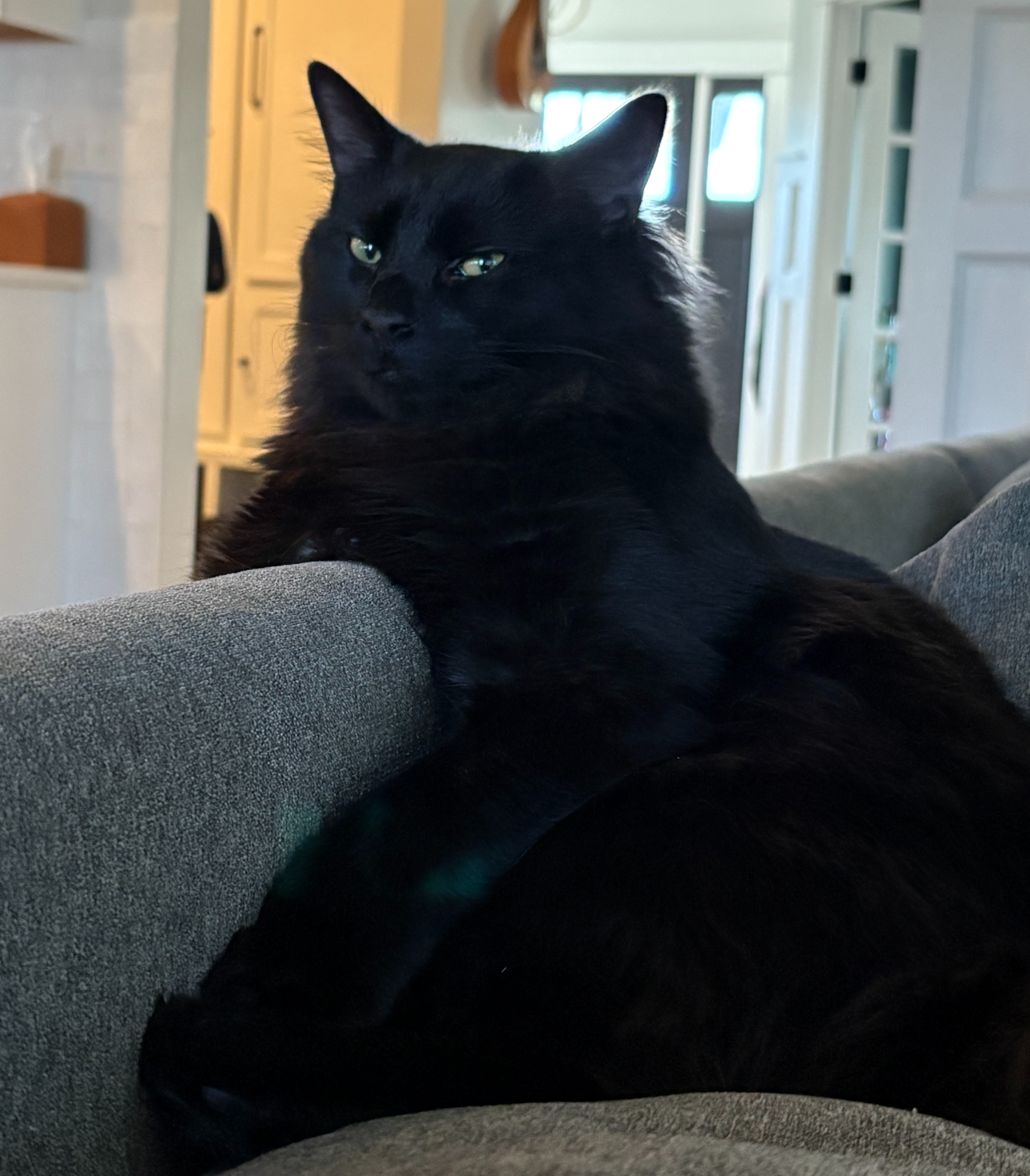 skeptical cat Blank Meme Template