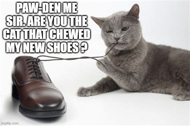 Paw-den me sir, are you the cat that chewed my new shoes? | Paw-den me sir. Are you the cat that chewed my new shoes ? | image tagged in cat,kittens,funny,humor,play on words,song lyrics | made w/ Imgflip meme maker