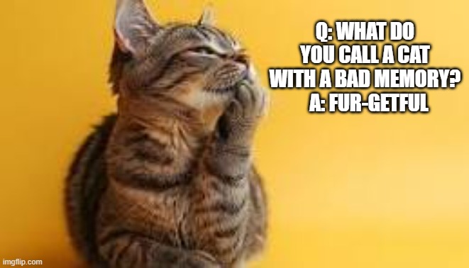 What do you call a cat with a bad memory?                Fur-getful | q: what do you call a cat with a bad memory?    a: fur-getful | image tagged in play on words,funny,humor,cat,kittens,memory | made w/ Imgflip meme maker