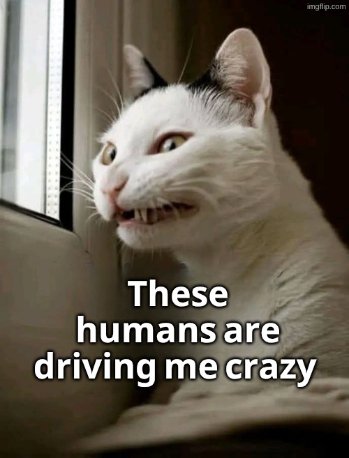 Humans Driving me Crazy | 𝐓𝐡𝐞𝐬𝐞 𝐡𝐮𝐦𝐚𝐧𝐬 𝐚𝐫𝐞 𝐝𝐫𝐢𝐯𝐢𝐧𝐠 𝐦𝐞 𝐜𝐫𝐚𝐳𝐲 | image tagged in humans driving me crazy,cat,smiling cat,smudge the cat | made w/ Imgflip meme maker