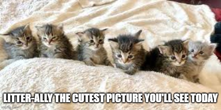 Cats / kittens: Here's the cutest picture you'll see today !! | Litter-ally the cutest picture you'll see today | image tagged in cat,kittens,funny,humor,cute kittens,cute | made w/ Imgflip meme maker