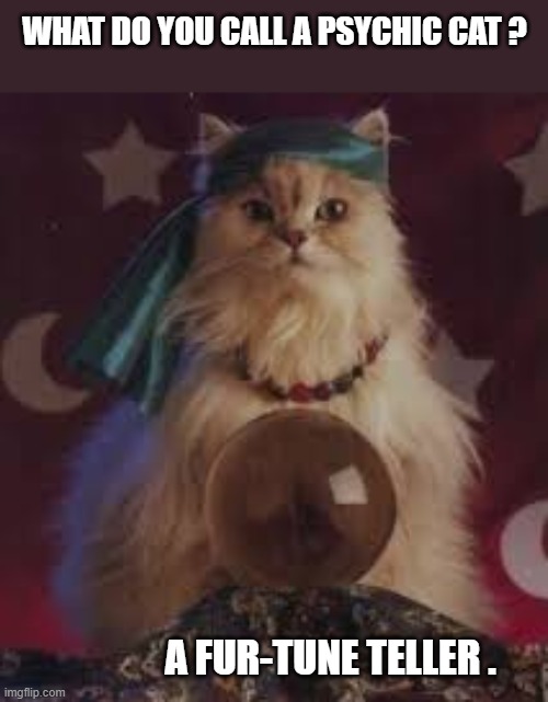 What do you call a psychic cat?     --  funny  -- | What do you call a psychic cat ? a fur-tune teller . | image tagged in cat,kittens,funny,humor,play on words,funny meme | made w/ Imgflip meme maker