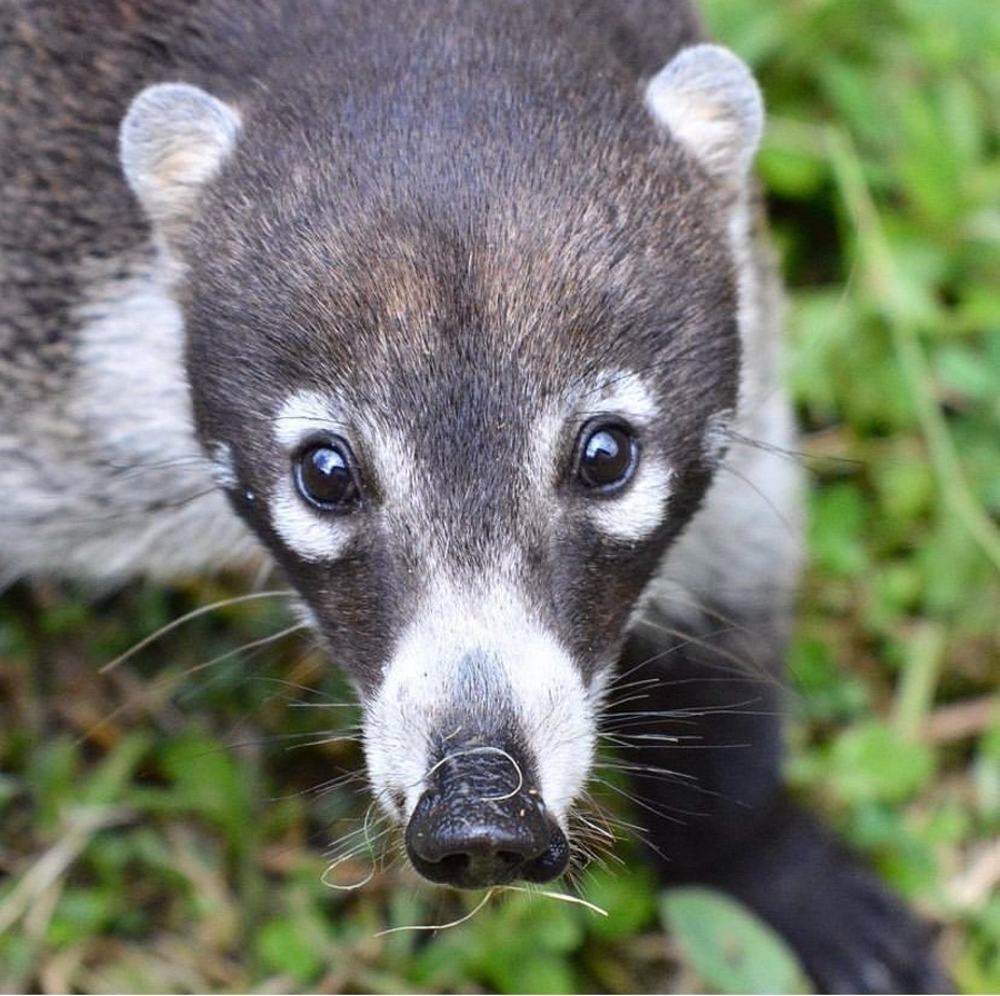 Coatí Face Blank Meme Template