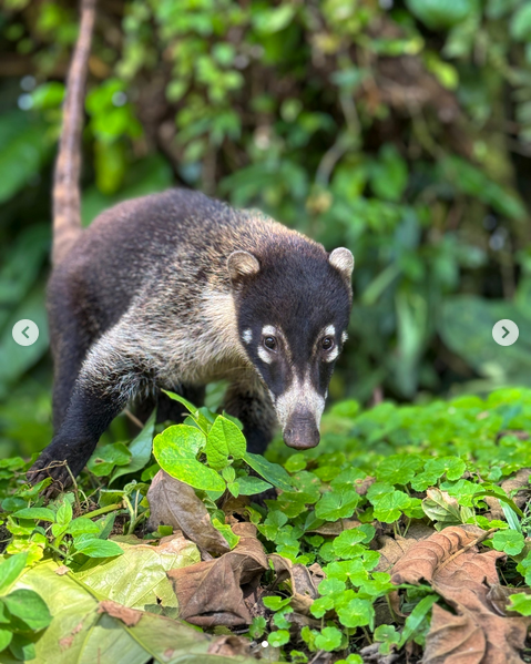 Coatí searching Blank Meme Template