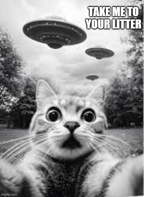 Space alien tells cat to "Take me to your litter."   --  funny  -- | take me to your litter | image tagged in cat,kittens,funny,humor,aliens,play on words | made w/ Imgflip meme maker