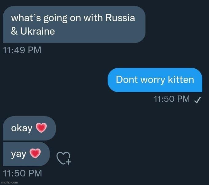 Don't worry kitten | image tagged in don't worry kitten | made w/ Imgflip meme maker