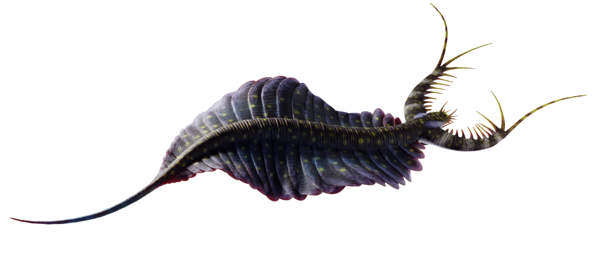 Mobulavermis Blank Meme Template