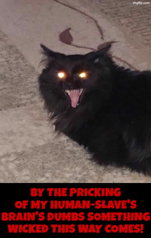 By The Pricking Of My Human-slave's... | By the pricking of my human-slave's brain's dumbs something wicked this way comes! | image tagged in plotting evil cat,cats,shakespeare,wicked,black cat,hilarious memes | made w/ Imgflip meme maker