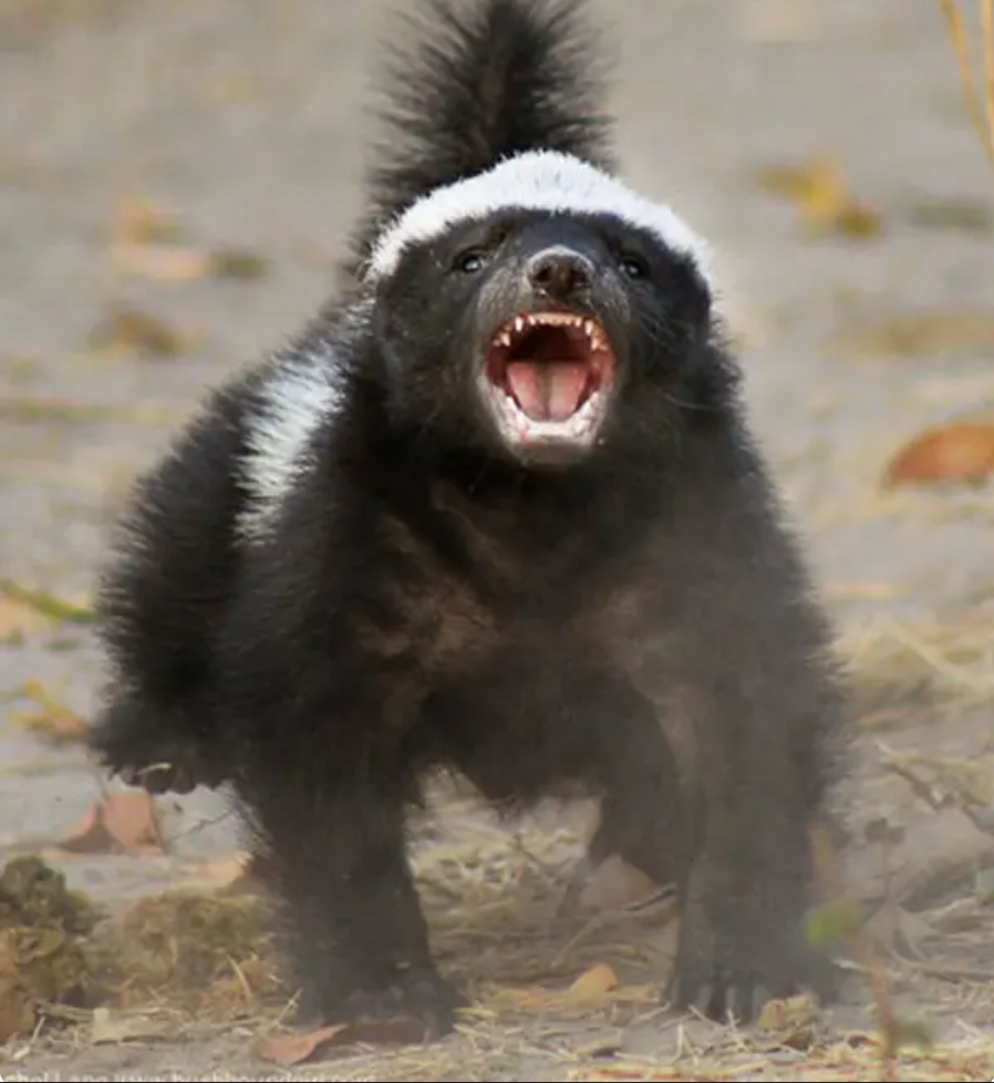 Honey Badger Blank Meme Template