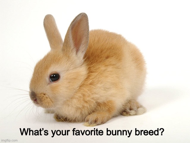What’s your favorite bunny breed? | image tagged in bnuuy,bunny | made w/ Imgflip meme maker