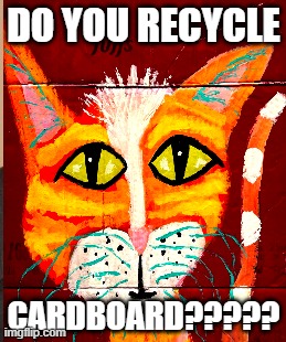 BIG YELLOW-EYED CAT | DO YOU RECYCLE; CARDBOARD????? | image tagged in cardboard | made w/ Imgflip meme maker