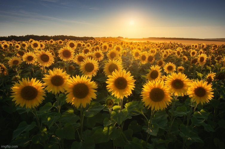 sunflowers are cool | made w/ Imgflip meme maker