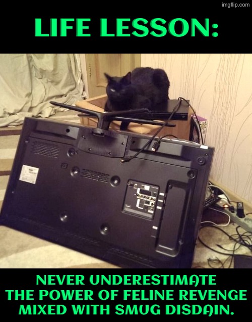 Never Underestimate Cat Revenge | Life Lesson:; Never underestimate the power of feline revenge mixed with smug disdain. | image tagged in revenge cat,cats,life lessons,demotivational,words of wisdom,smug | made w/ Imgflip meme maker